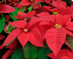 poinsettia