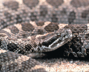 image d'un serpent à sonnette